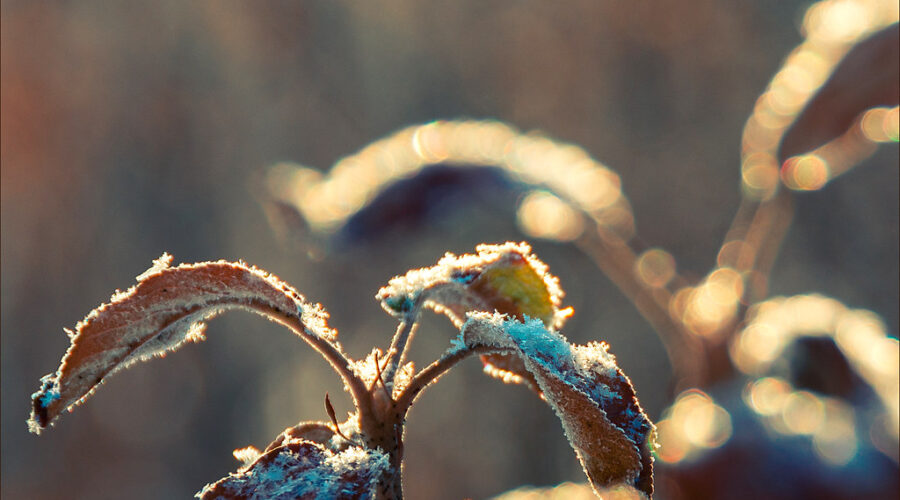 Environment Canada issues frost advisory for Nova Scotia