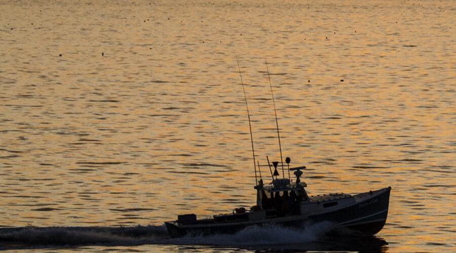 Tensions rise in the lobster fishery after boats cut loose