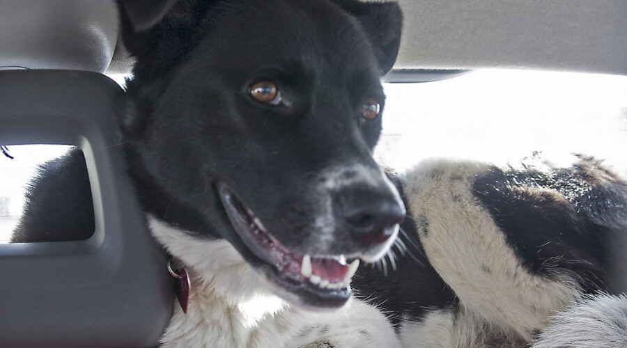 Man charged after leaving dog in hot car in Dartmouth