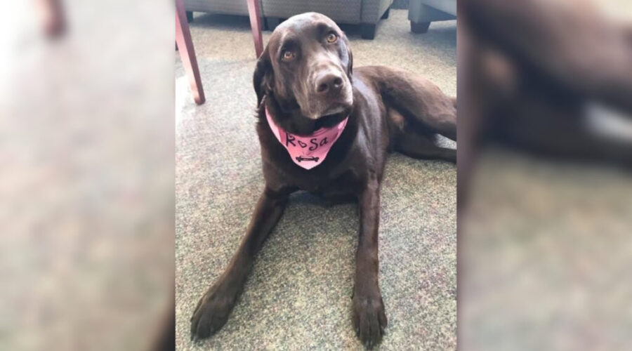 N.B. Canine Therapy Program Expands