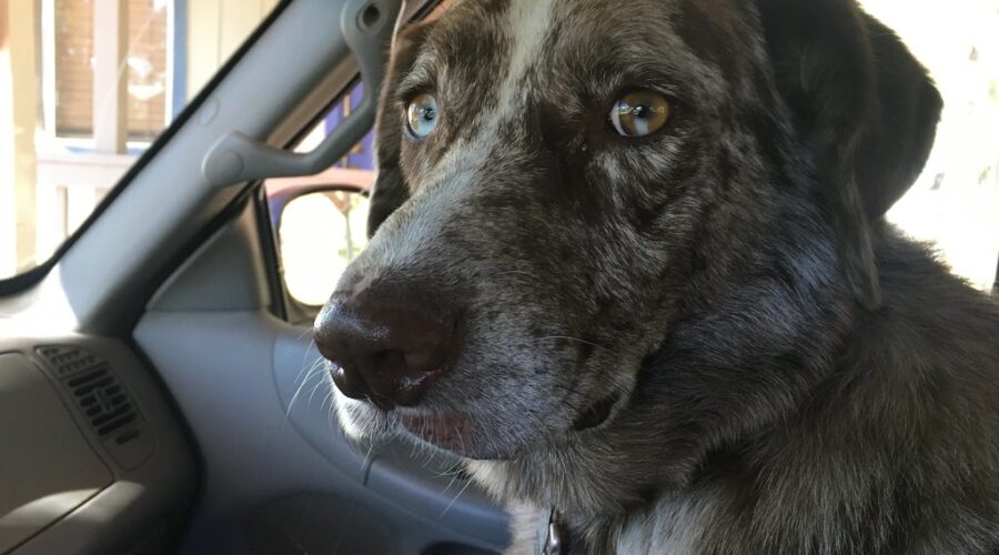 Woman tees off, leaves dogs in car