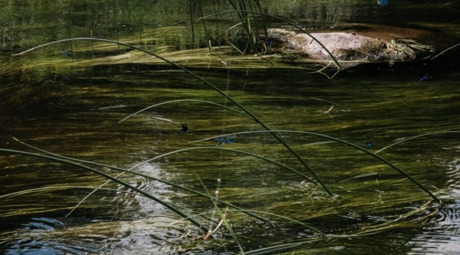 Warning issued for several Halifax-area lakes due to blue-green algae