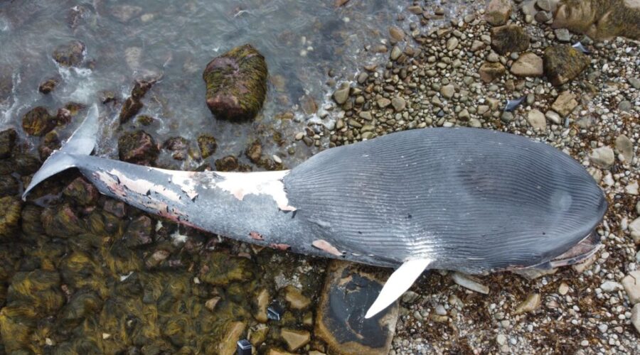 Endangered blue whale washes up at Halifax beach
