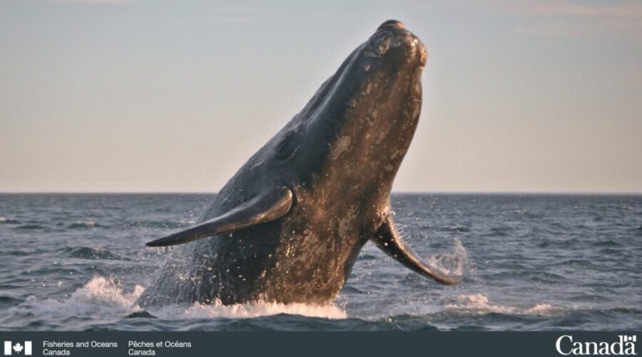 Right whale population reaches lowest level in nearly two decades