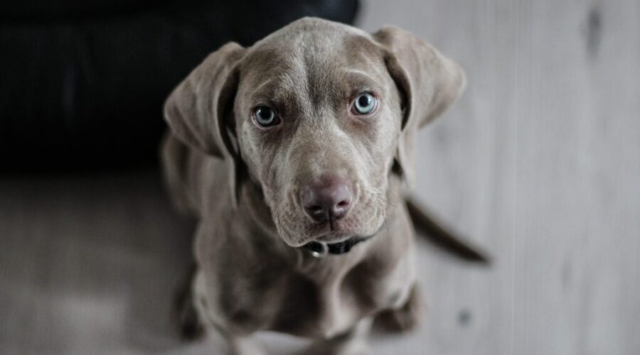 Dog owners be aware, kennel cough is sweeping through Halifax