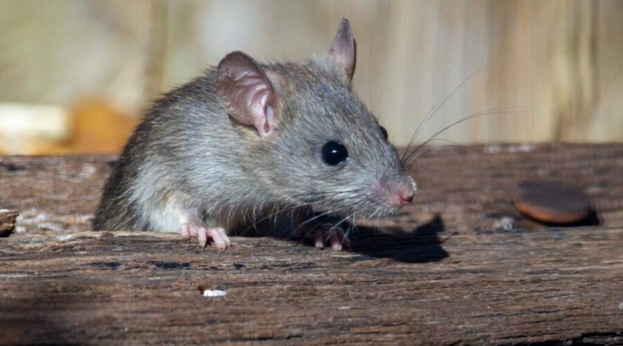 Halifax among the ‘rattiest’ cities in Atlantic Canada