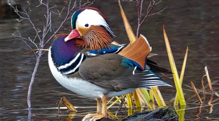 Rare sighting of mandarin duck in Dartmouth lake