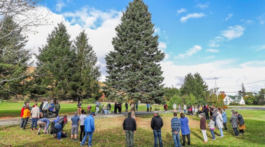 Nova Scotia bids farewell to tree for Boston