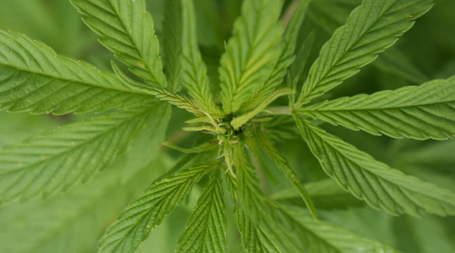 Annual Health Canada Cannabis Survey Results Released