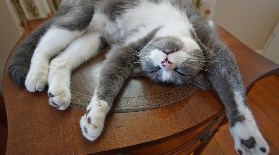 Looking For Plans This Weekend… How About Cat Yoga At The Lily Pad Cat Cafe!