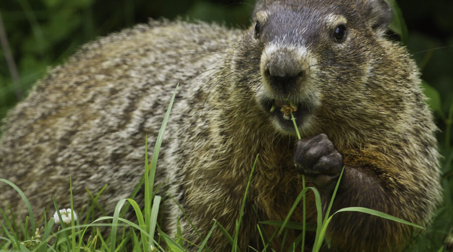 Should Shubenacadie Sam retire, who should replace her?