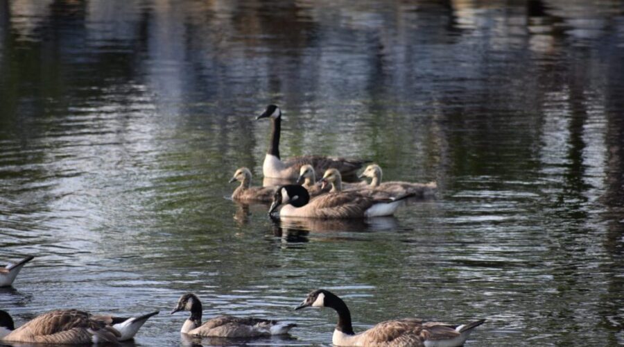 Should You Feed The Geese At Sullivan’s Pond?