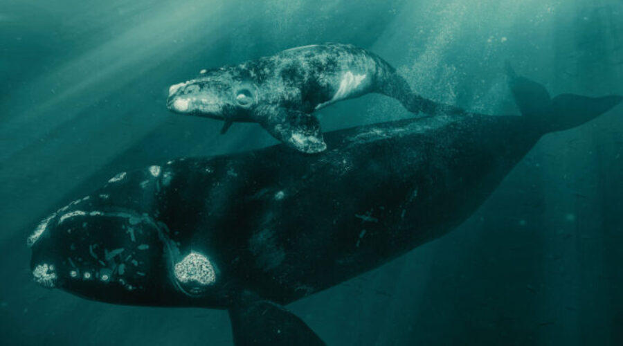 New doc opening in Halifax to help endangered right whales