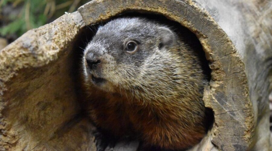 Shubenacadie Sam predicts six more weeks of winter
