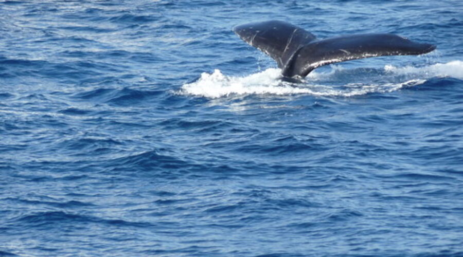 Search For Entangled North Atlantic Right Whale
