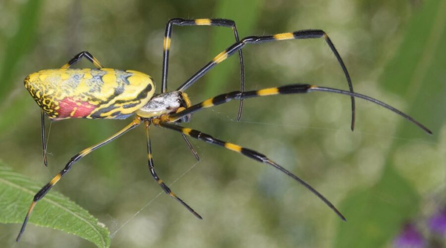 Parachuting Spiders On Their Way To Canada
