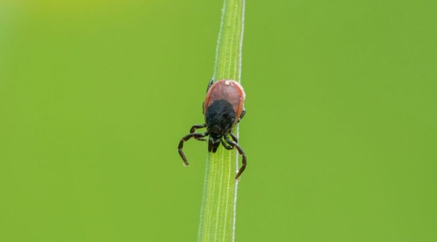 Researcher says N.S. is a tick hotspot, but that doesn’t mean you need to be afraid