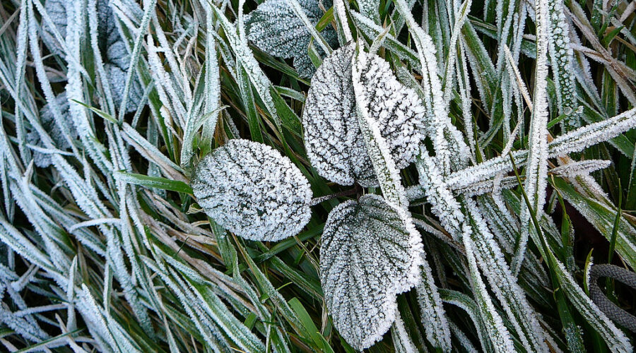 Frost advisory issued for parts of Nova Scotia