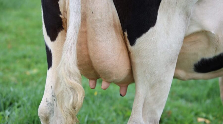 Cost Of Milk Going Up For 2nd Time This Year