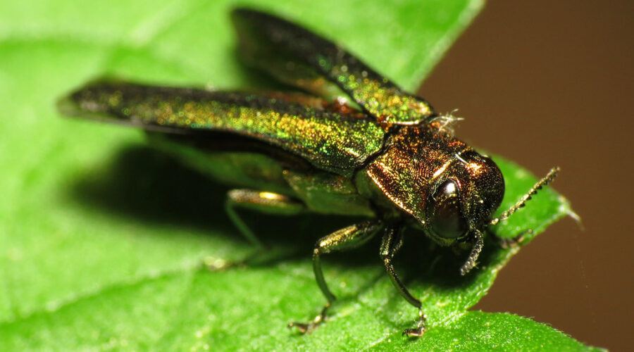 Trees getting chopped in DeWolf park due to invasive beetle