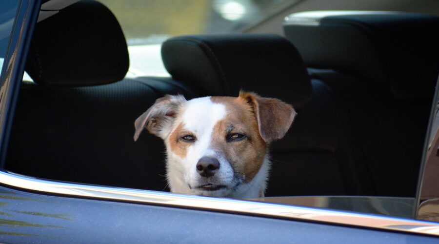 Woman charged for assaulting police officer who helped dog in hot car