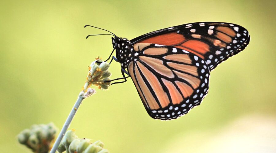 Monarch Butterflies Now On Endangered List