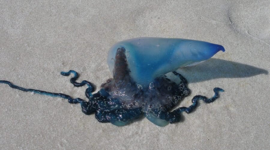 Portuguese man o’ war spotted on social media, not the beach
