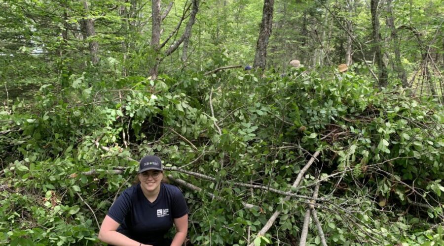 Cutting Back Glossy Buckthorn