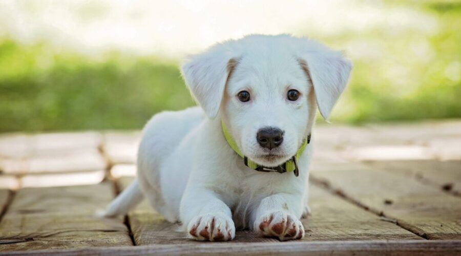 SPCA reminds Nova Scotians it’s here to help as demand soars for services