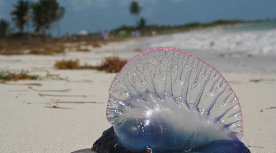Don’t pee on your Portuguese Man O’War sting