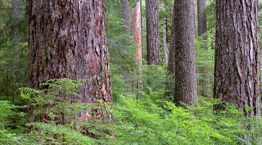 Province Protects All Old-Growth Forest on Crown Land