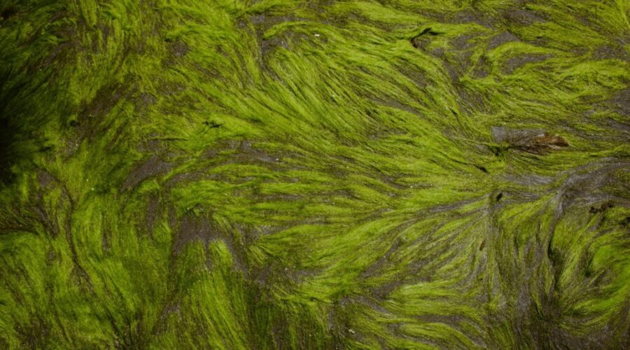 Risk advisory out for Penhorn Beach over possible blue-green algae bloom