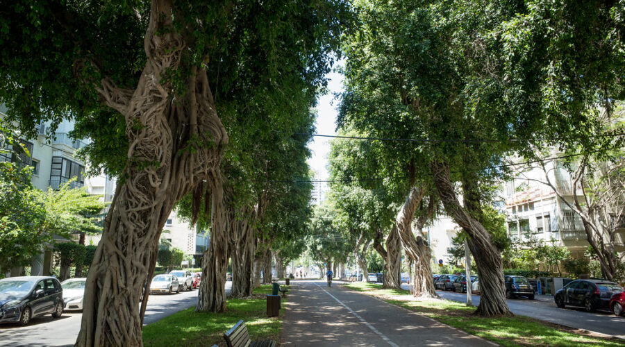Halifax offering free trees to tackle local effects of climate change