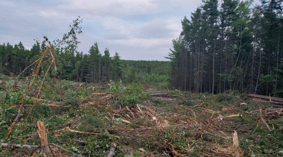‘Protest or give up’: Dartmouth Councillor says province left no choice at Eisner Cove Wetland