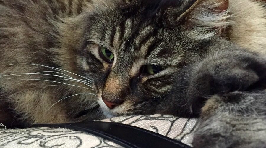 Dartmouth’s cat lounge set to close