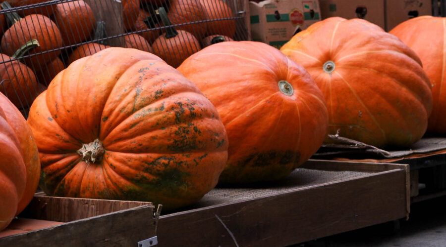 First pumpkin regatta in Shelburne Saturday