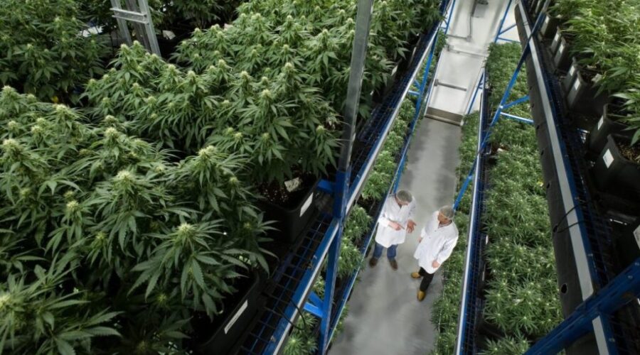 Court Approves Organigram Class Action Settlement