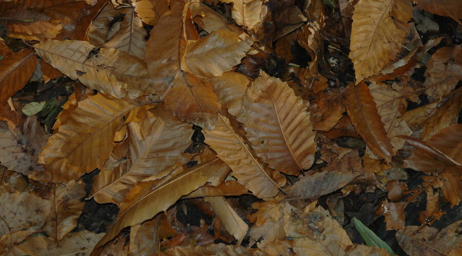 Halifax to begin five-week leaf clean up