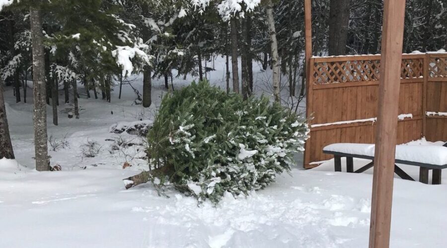 Give Your Christmas Tree A Second Life In Your Backyard