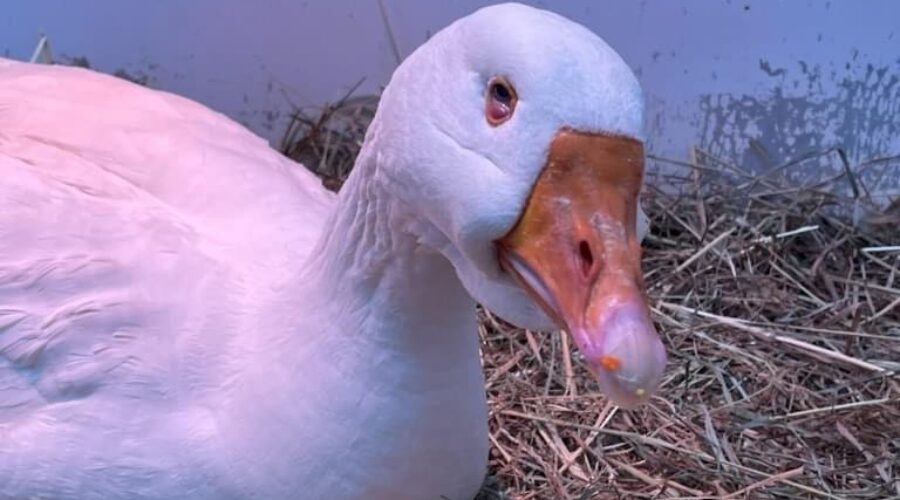Famous Sullivan’s Pond goose passes away