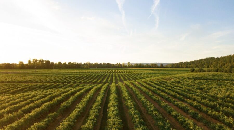 40% of Canadian farm operators will retire by 2033: report