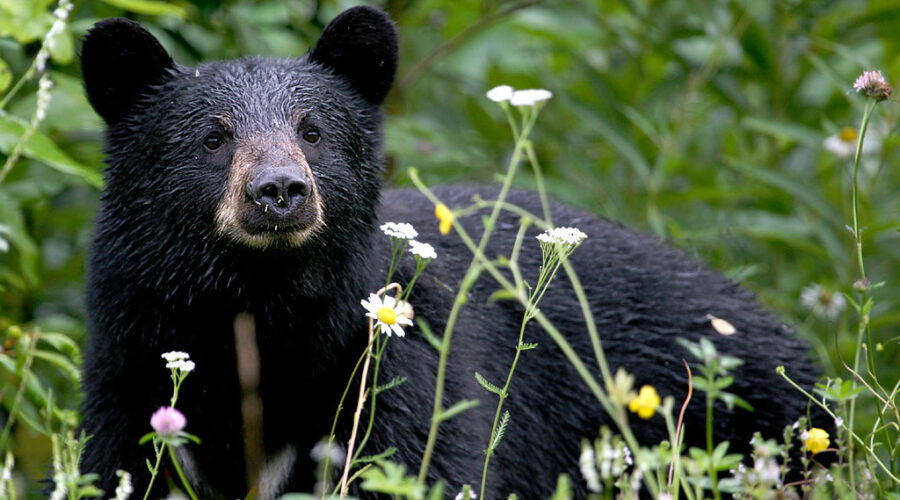 Black bear sighting in Dartmouth neighborhood