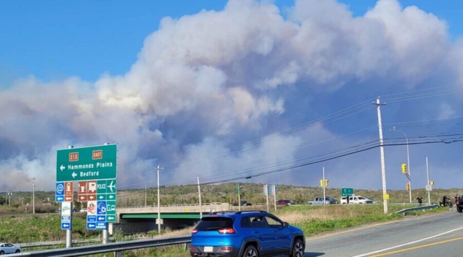 Donate to the GoFundMe supporting pets and animals displaced by the wildfires
