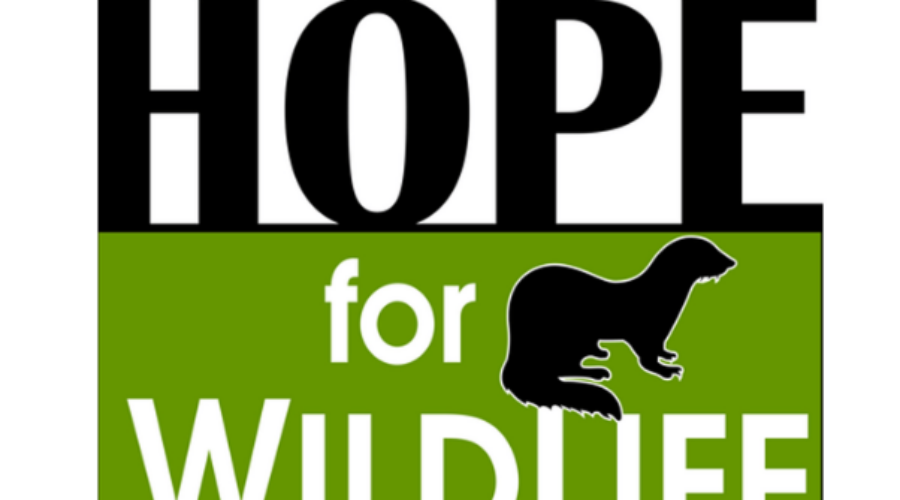 Hope For Wildlife. How You Can Help