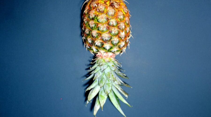 Yup, This is What a Pineapple Means