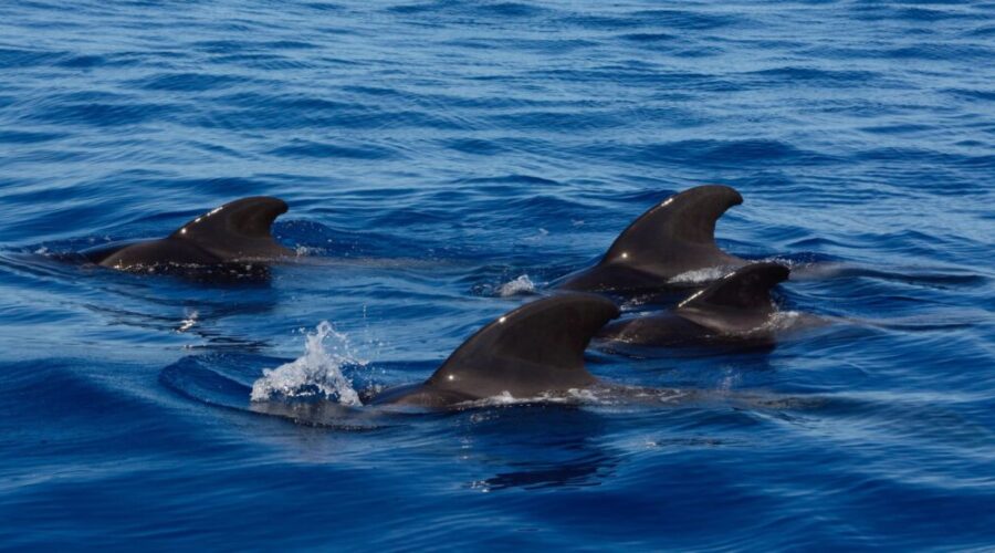 Necropsies of whales that washed ashore in Port Hood show they were healthy at time of death