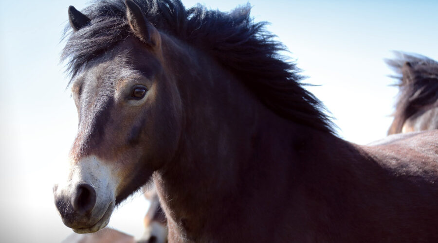 No more pony rides at Hatfield Farm
