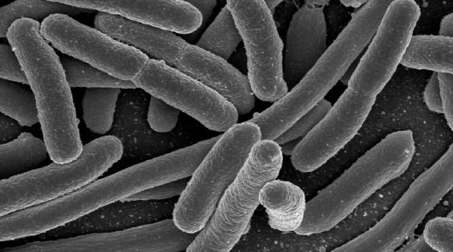 E. coli contamination in Lower Sackville’s First Lake will take years to fix