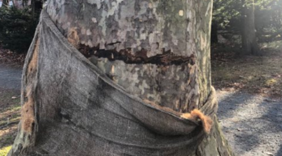 Damaged trees at Public Gardens slowly growing back after vandalism