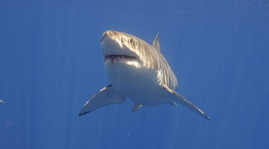 Shark enthusiast says increased numbers a positive sign